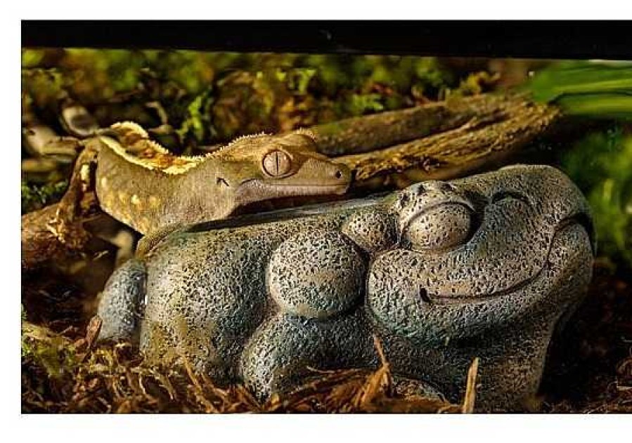 Reptiles Exo Terra | Exo Terra Bebedero Azteca Frog