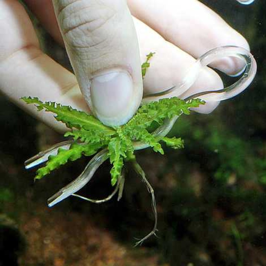 Peces JBL Accesorios | Jbl Horquillas Para Fijar Plantas Al Sustrato Del Acuario