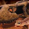 Reptiles Exo Terra Cuevas Y Rocas | Exo Terra Cueva Calavera De T-Rex Para Terrarios