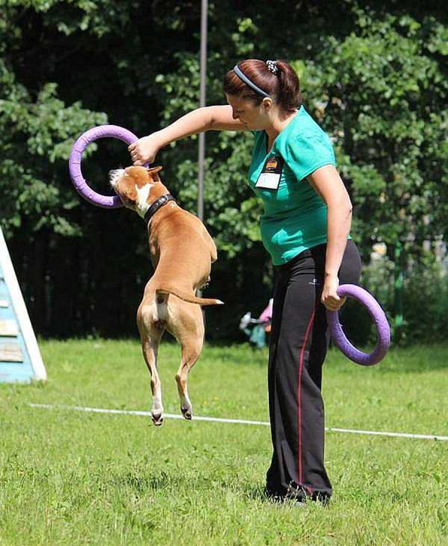 Perros Collar Discos Y Frisbees | Collar Puller Juguete Mordedor