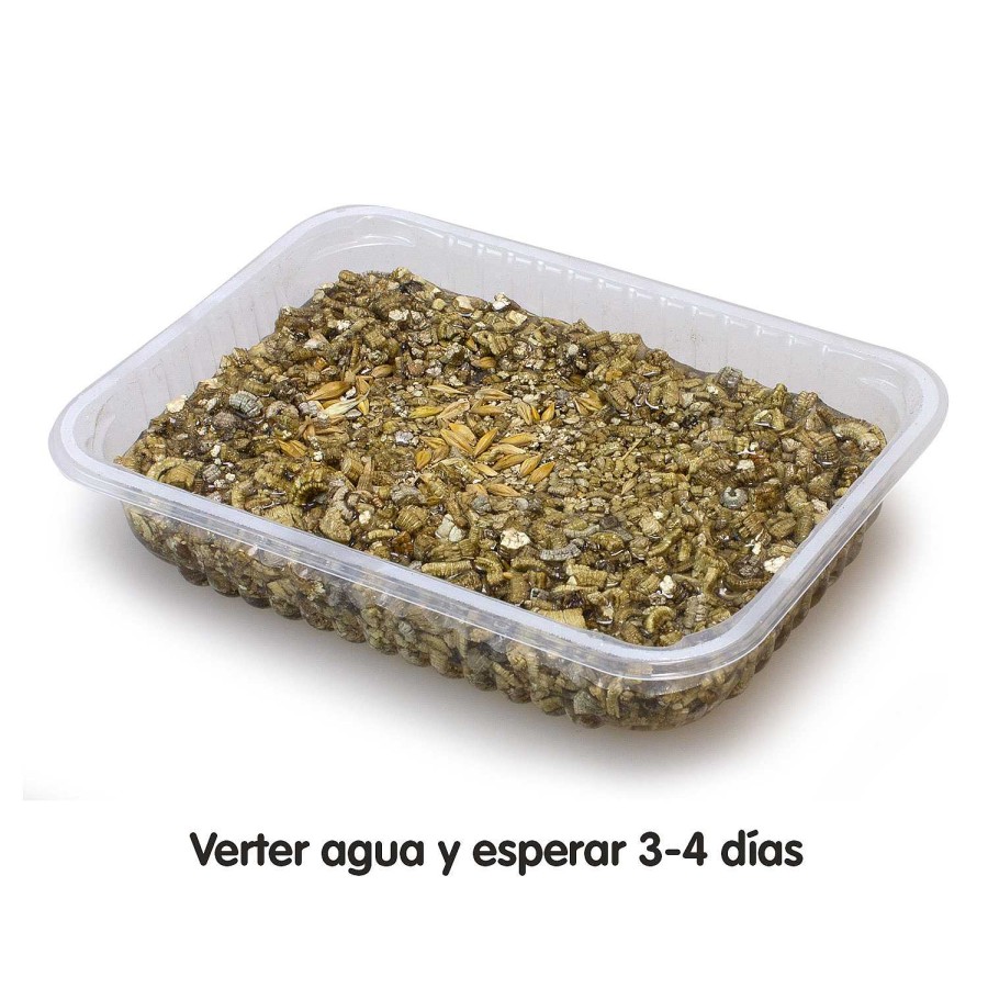 Gatos Arquivet | Arquivet Hierba Para Gatos En Bandeja