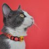 Gatos Dashi Collares | Dashi Collar Dogtanian Para Gatos