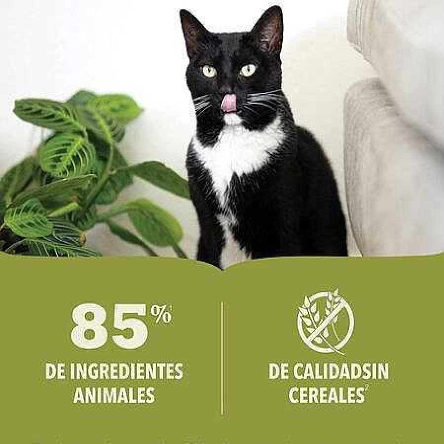 Gatos Acana Comida H Meda | Pack 6 Acana Pat De Salm N Con Pollo Premium Para Gato