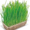 Gatos Vitakraft | Vitakraft Hierba Para Gatos Cat Grass