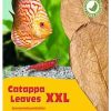 Peces Sera Mantenimiento Del Agua | Sera Catappa Leaves Hojas De Almendro Indio