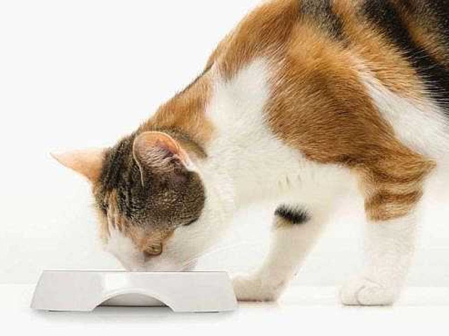 Gatos Catit Comederos Y Bebederos | Catit Comedero Doble Acero Inoxidable Blanco