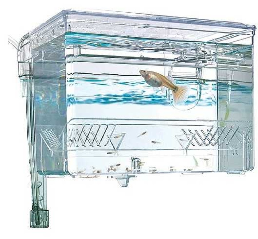 Peces Fluval Parideras | Fluval Caja De Cr A