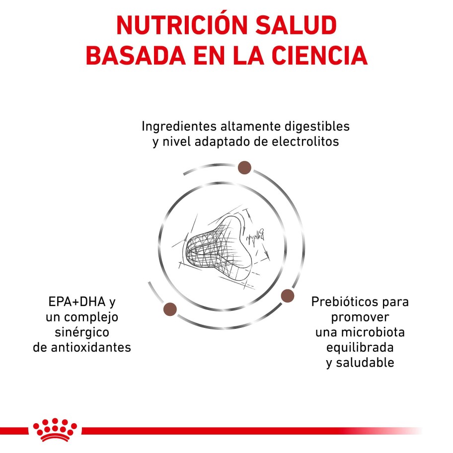 Gatos Royal Canin Pienso | Royal Canin Pienso Gastrointestinal Fibre Response Feline