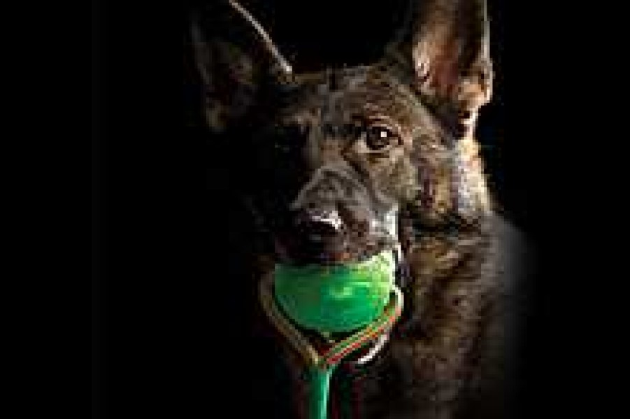 Perros Starmark De Inteligencia E Interactivos | Starmark Treat Dispensing Chew Ball Con Cuerda