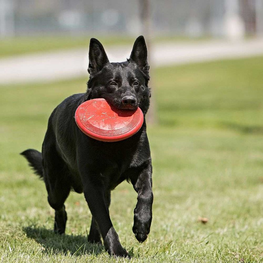 Perros KONG Discos Y Frisbees | Kong Frisbee De Goma Classic Flyer Para Perro