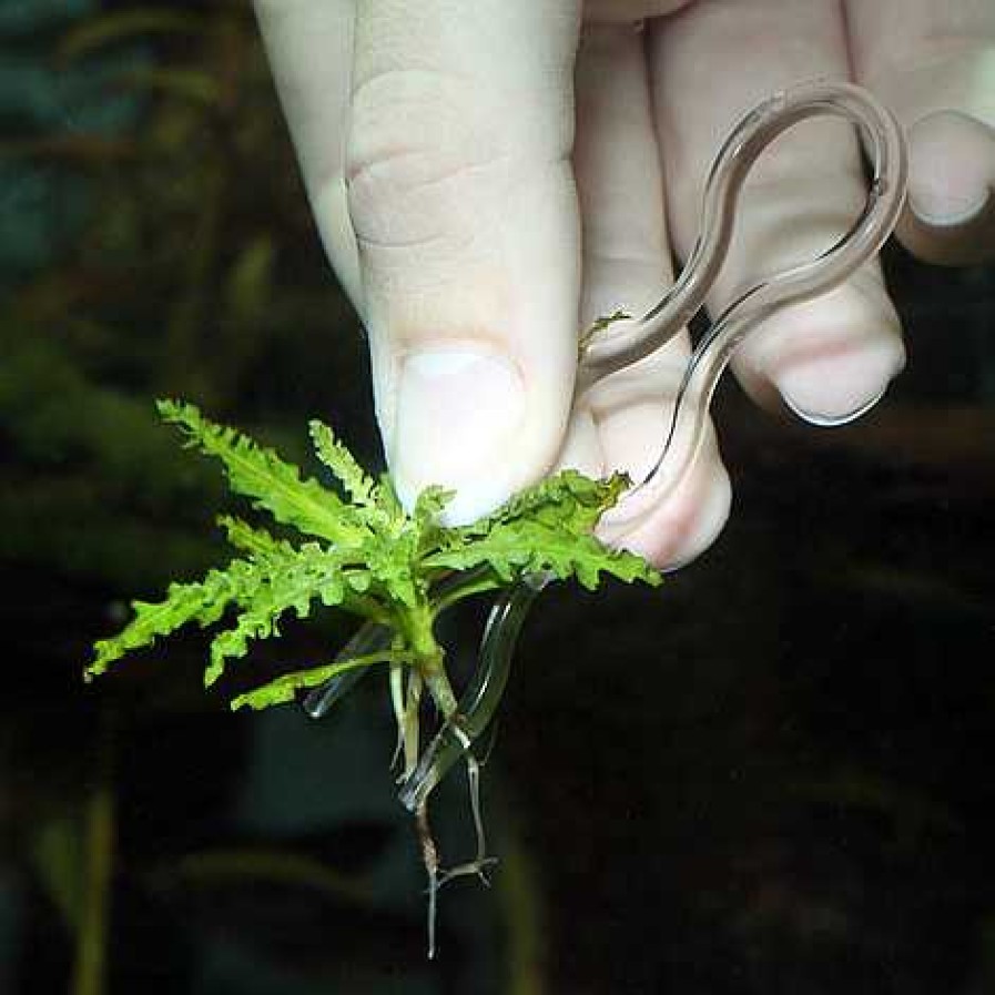 Peces JBL Accesorios | Jbl Horquillas Para Fijar Plantas Al Sustrato Del Acuario